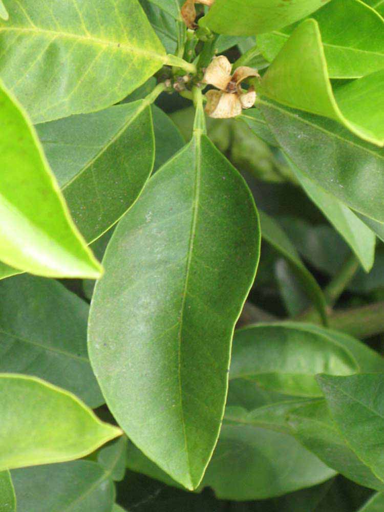            Unifoliolate leaf of  Citrus aurantium        (Bouquetier de Nice à Fleurs Doubles, Riverside, CA)   